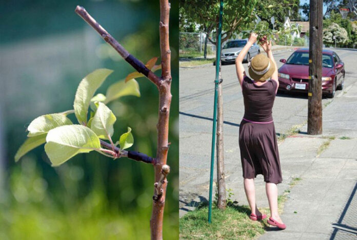Grupo de guerrilha agrícola está secretamente transformando árvores ornamentais em frutíferas