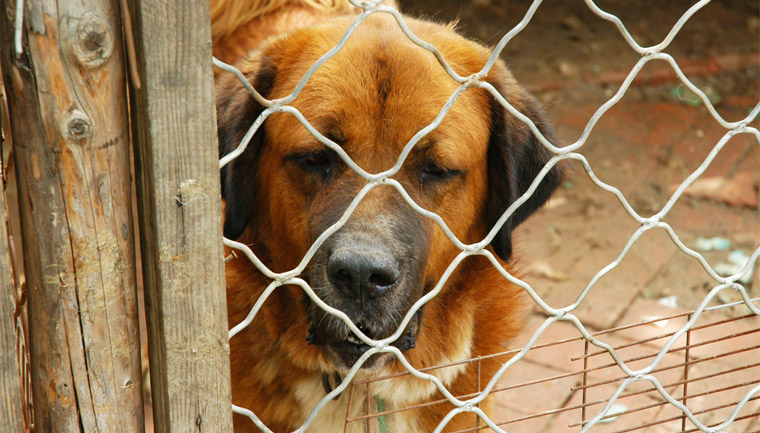 lei florianópolis proíbe cachorros acorrentados