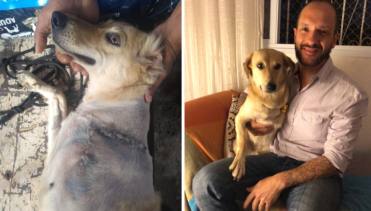 cachorra adotada após várias crias infecção útero perna amputada