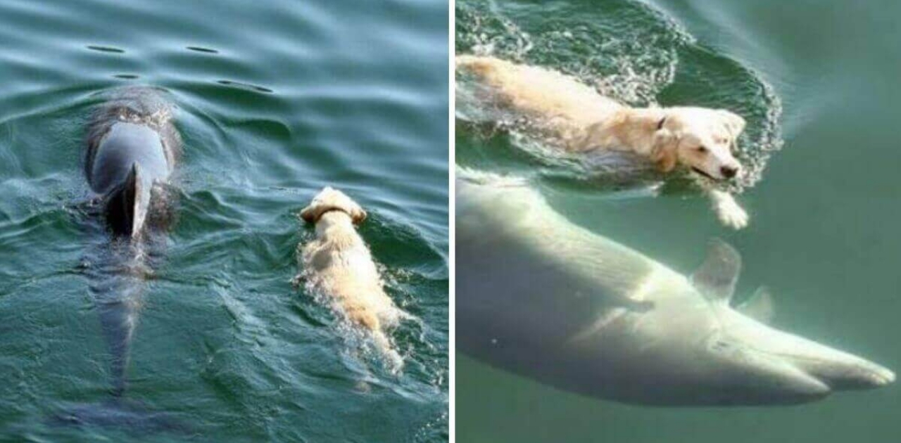 Cão se joga no mar todos os dias para encontrar e nadar com golfinho