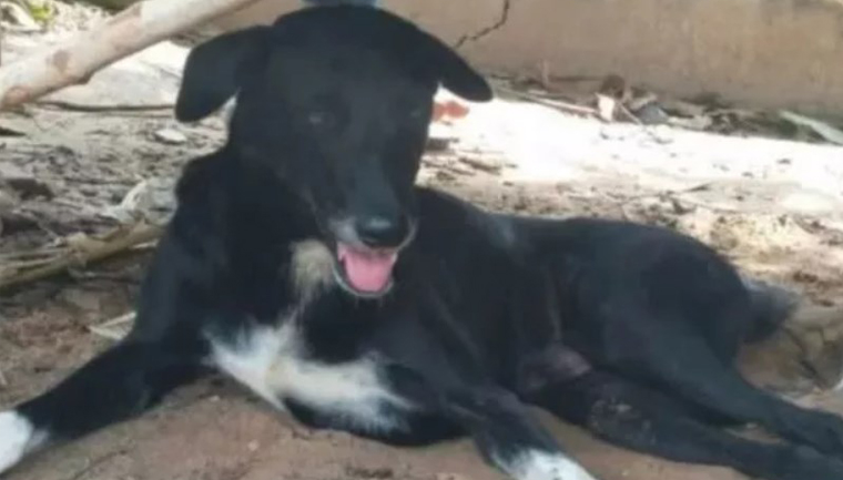 Cão com deficiência vira herói após salvar bebê enterrado vivo na Tailândia