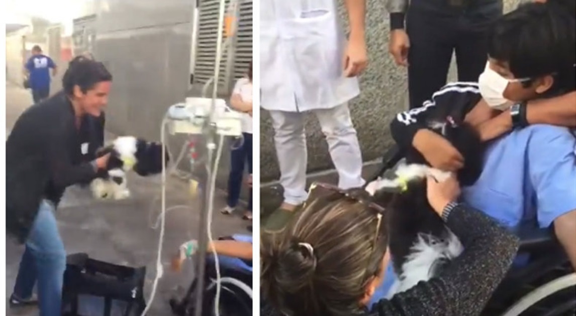 Hospital permite despedida entre menino internado e cachorrinha em Brasília