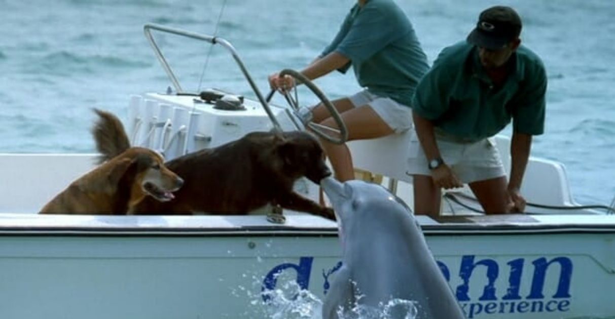 Golfinho sai da água para dar um selinho em cachorro