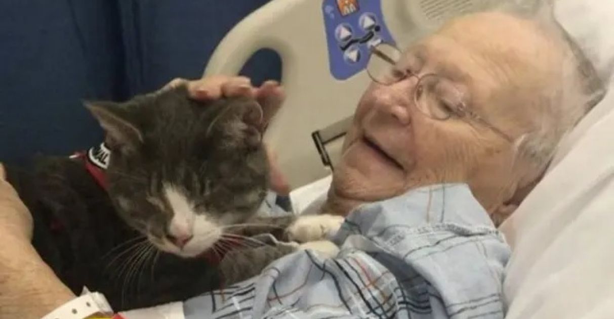 Amor gatinho cego ajuda idosa vencer tratamentos contra câncer