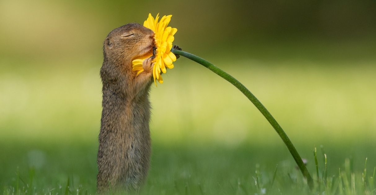 esquilo contemplando e cheirando uma flor amarela