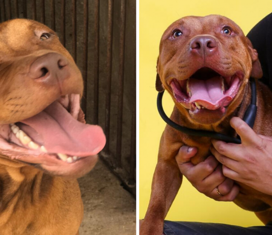 Pitbull resgatado de “rinha” não para de sorrir no novo lar