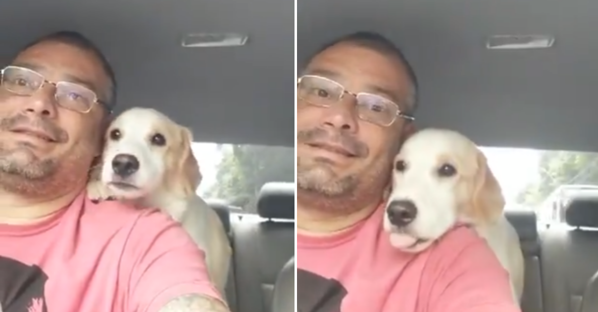 Táxi dog faz sucesso com vídeos fofos de seus “passageiros”; assista