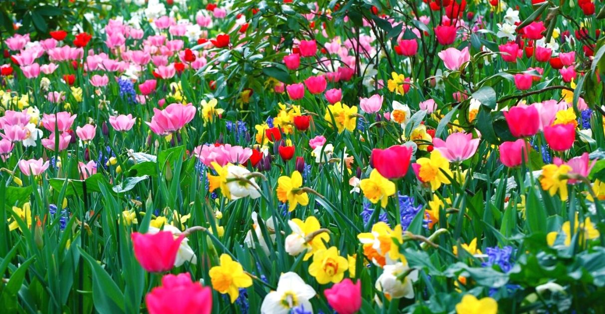 flores podem substituir agrotóxicos lavouras