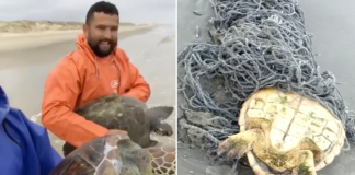 pescadores salvam tartarugas capa