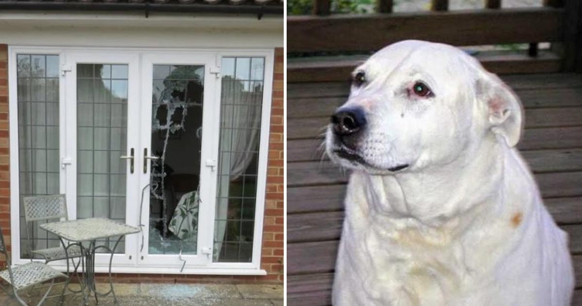 Cachorro Camie e a Porta quebrada