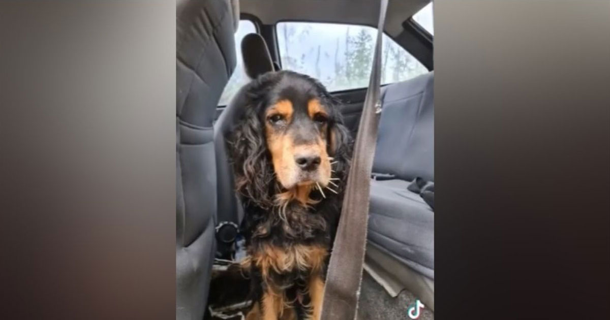 Cachorro abandonado em carro