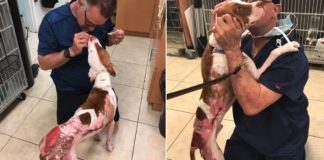 veterinário trata cão queimado