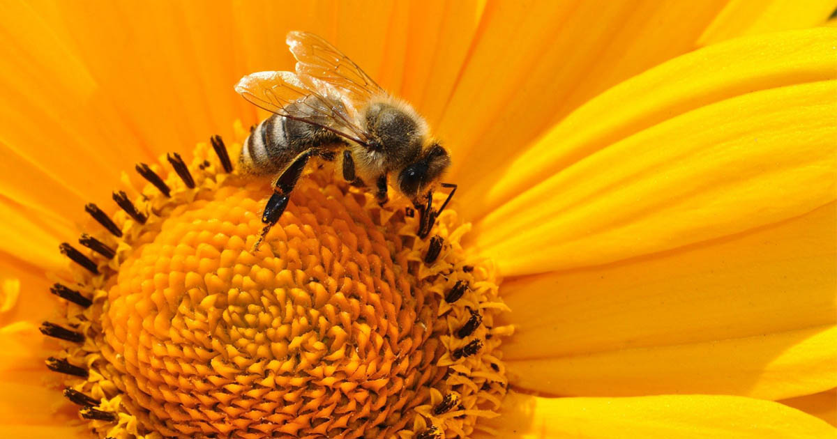 abelha polinização girassol