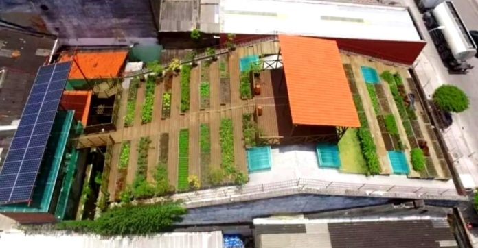 telhado casarão recife vira horta que alimenta famílias carentes