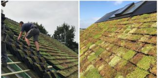 Telhados verdes garantem frescor das casas no verão e isolamento térmico no inverno