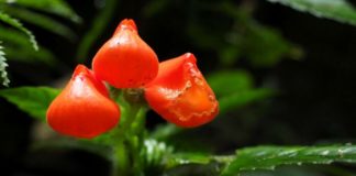 Belíssima flor considerada extinta por quase 4 décadas é encontrada na Cordilheira dos Andes