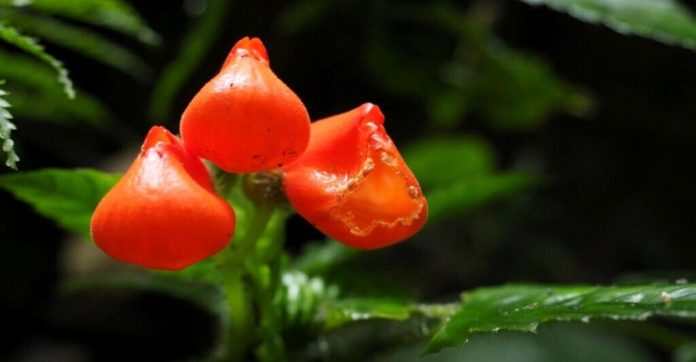 Belíssima flor considerada extinta por quase 4 décadas é encontrada na Cordilheira dos Andes