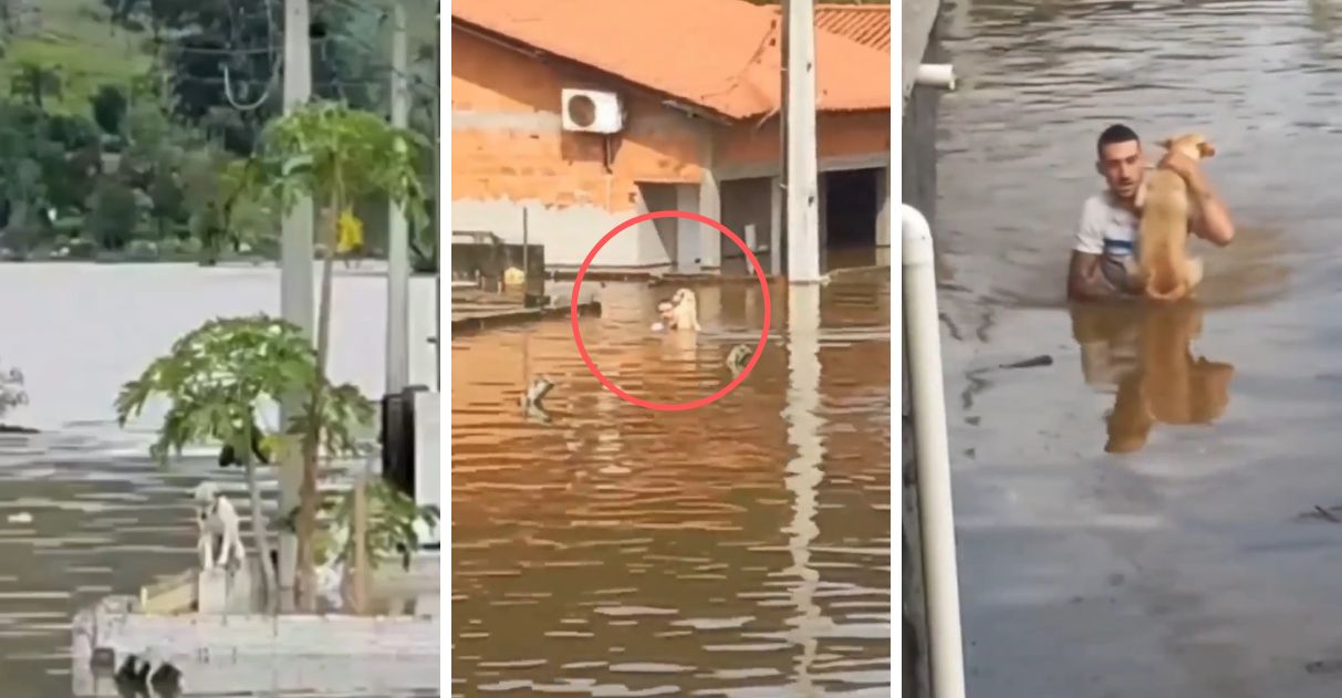 [VIDEO] Homem salva cachorro que ficou ilhado e sozinho após chuvas em Tubarão (SC)