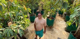 Indiano cria pomar com 135 árvores frutíferas em tambores de plástico no quintal de sua casa