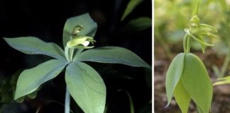 Orquídea rara que se acreditava estar extinta há 120 anos é redescoberta por botânicos nos EUA