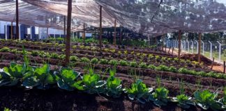 Horta orgânica em Taubaté (SP) produz alimentos suficientes para encher 20 mil marmitas todo mês