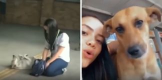 "Levo ração, água e amor", diz jovem filmada alimentando cachorros em terminal de ônibus do Ceará