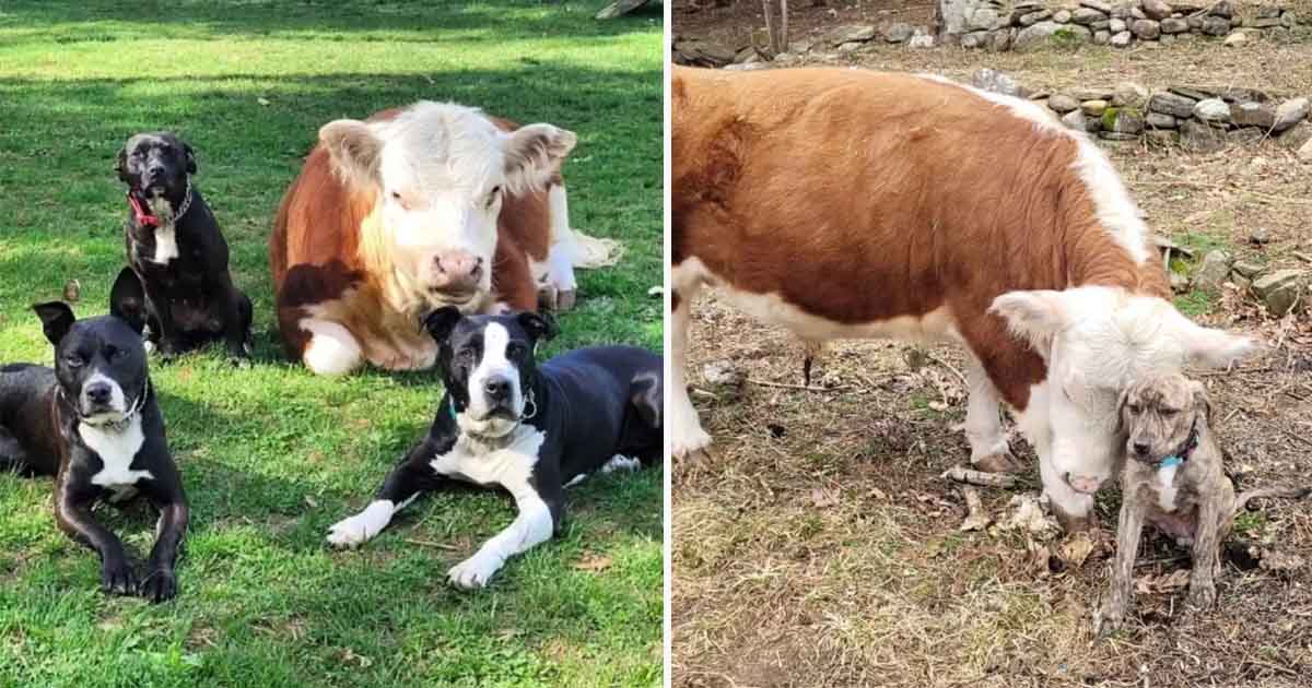 vaca deitada em pasto ao lado de três cachorros