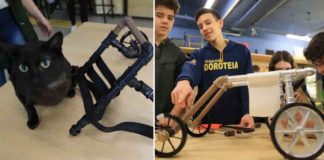 estudantes montam cadeiras de rodas para animais