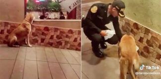 policial dá frango para cachorro que observava pessoas comendo em restaurante