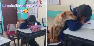 cachorra apoia cabeça no ombro de aluna para oferecer apoio emocional nas suas tarefas escolares