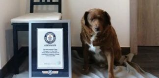 cachorro mais velho do mundo ao lado de placa do guinness book of world record que reconhece a sua idade
