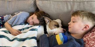 cachorra deitada em sofá com um menino e uma menina
