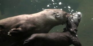 lontra ensina filhote a nadar em piscina de zoológico nos estados unidos