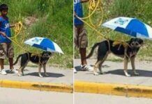 menino usa sombrinha para proteger cachorro do sol quente