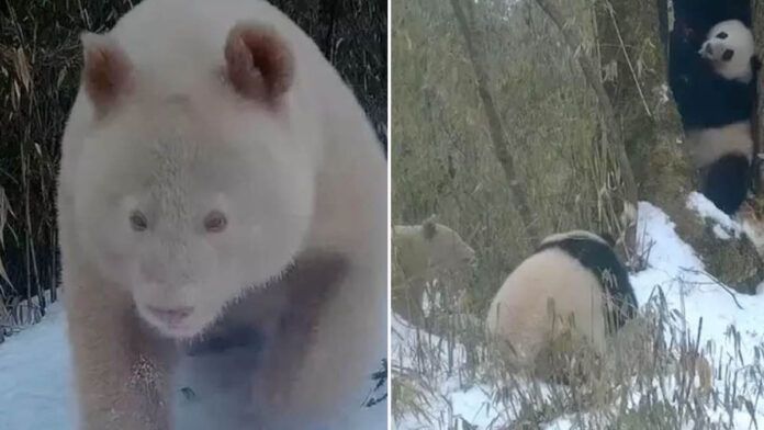 panda albino caminhando na neve em reserva natural na china