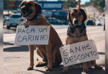 dois cachorros de posto de combustíveis seguram plaquinhas oferecendo descontos para quem fizer carinho neles