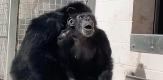 chimpanzé olha para o céu e sorri