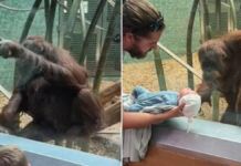 orangotango pede para ver recém-nascido de perto