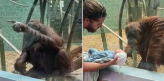 orangotango pede para ver recém-nascido de perto