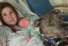 mulher deitada em leito de hospital com bebê recém-nascido e sua cadela