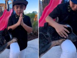 menino e cachorro oram por pessoas com câncer